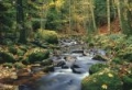 FOTOTAPETA - FOTOTAPETY - Forest Stream   00278   366 x 254 cm