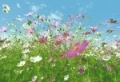 FOTOTAPETA - FOTOTAPETY - Flower Meadow   00281   366 x 254 cm